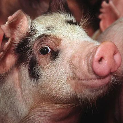 thumbnail for publication: Common Hazards to Consider during Manufacturing of Feeds for Swine